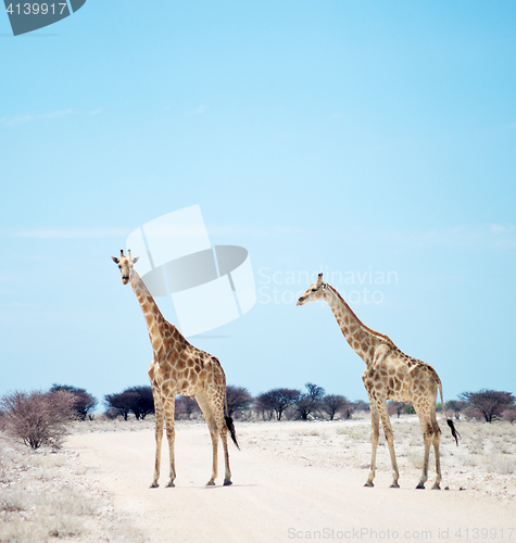 Image of two giraffes