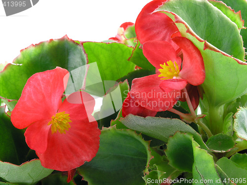 Image of begonia