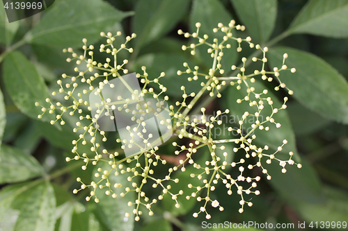 Image of Elderberry    (Sambucus) 