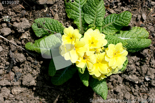 Image of Primroses   (Primula) 
