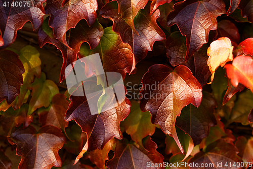 Image of Creeping leaves