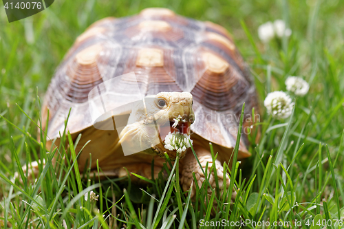 Image of African Spurred Tortoise