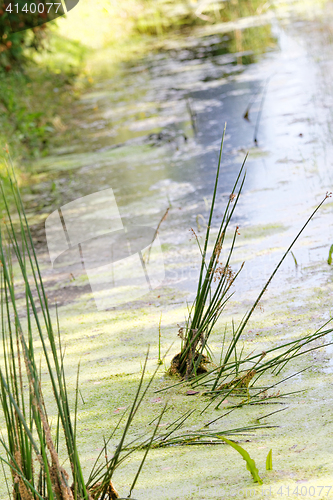 Image of Duckweed