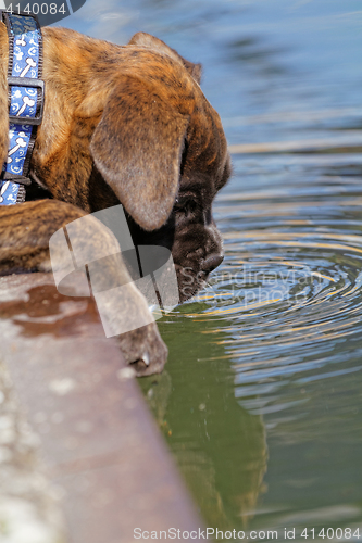 Image of Boxer dog