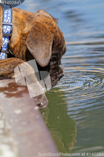 Image of Boxer dog