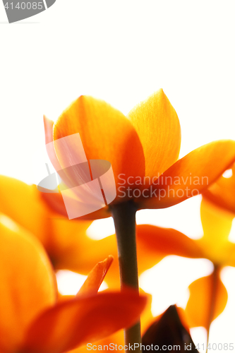 Image of Orange flower