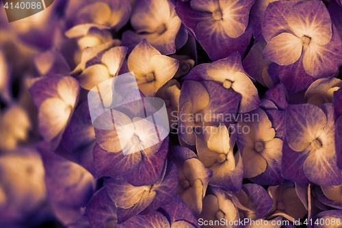 Image of Hydrangea