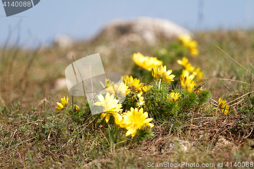 Image of Yellow flower