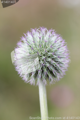 Image of Globe thistle  (Echinops ritro) 