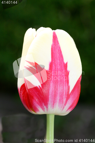 Image of tulip 