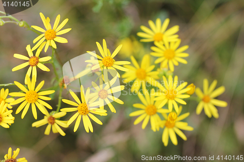 Image of Ragwort  (Senecio jacobaea) 