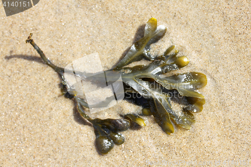 Image of  Bladderwrack  (Fucus vesiculosus) 