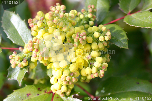 Image of Oregon grape (Mahonia) 