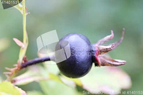 Image of black berry 