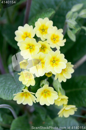 Image of Primroses   (Primula) 