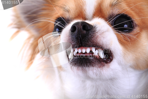 Image of dangerous chihuahua face