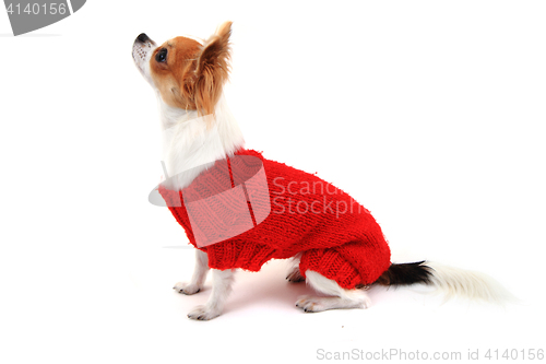 Image of small chihuahua Sofia in red clothes