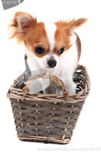 Image of small chihuahua in the basket