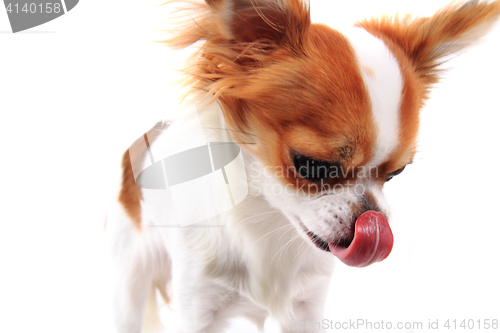 Image of small chihuahua isolated