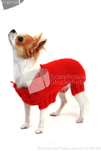 Image of small chihuahua Sofia in red clothes