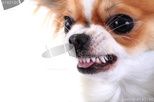 Image of dangerous chihuahua face