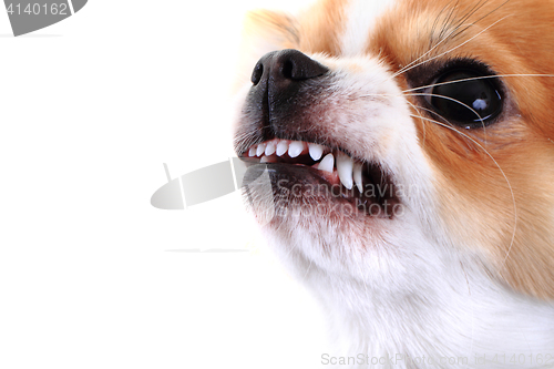 Image of dangerous chihuahua face