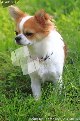 Image of small chihuahua in the grass