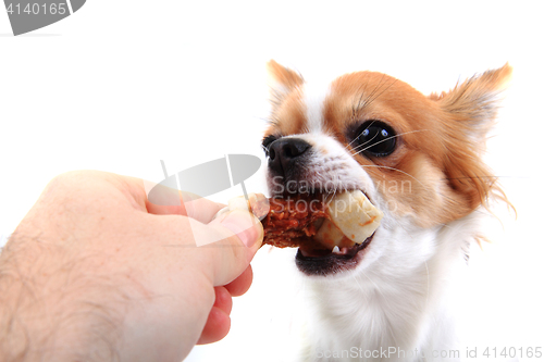 Image of small chihuahua is eating dog snack