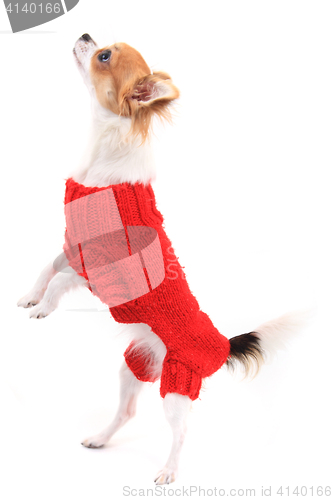 Image of small chihuahua Sofia in red clothes