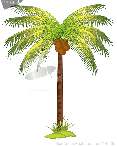 Image of Palm with coco