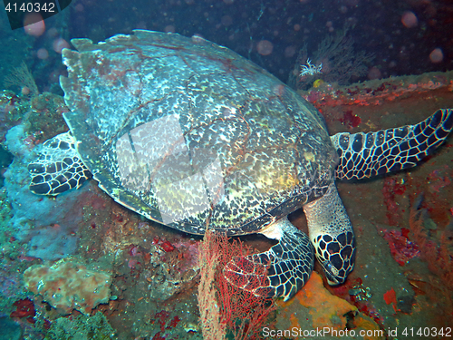 Image of Hawksbill  sea turtle   current on coral reef  island, Bali.