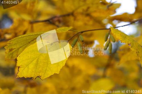Image of birch leaf