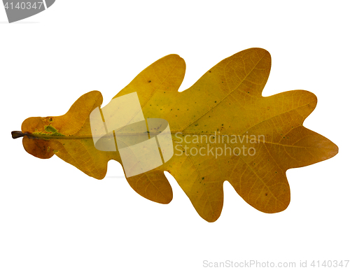 Image of Oak leaf isolated on white background