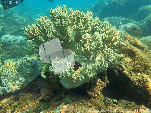 Image of Thriving  coral reef alive with marine life and shoals of fish, 