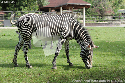 Image of Beautiful zebra grazing