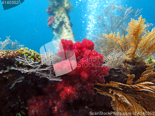 Image of Thriving  coral reef alive with marine life and shoals of fish, 