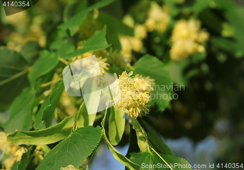 Image of Linden tree in bloom, against a green leave