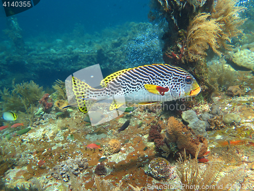 Image of Thriving  coral reef alive with marine life and shoals of fish, 