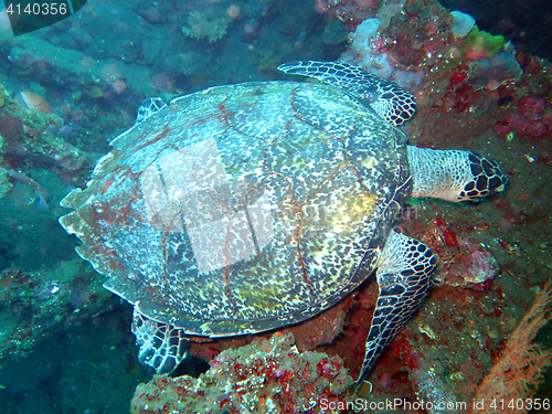 Image of Hawksbill  sea turtle   current on coral reef  island, Bali.