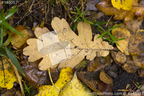 Image of Oak leaf