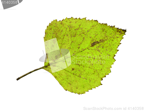 Image of birch leaf isolated on white background