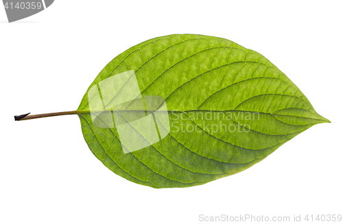 Image of birch leaf isolated on white background