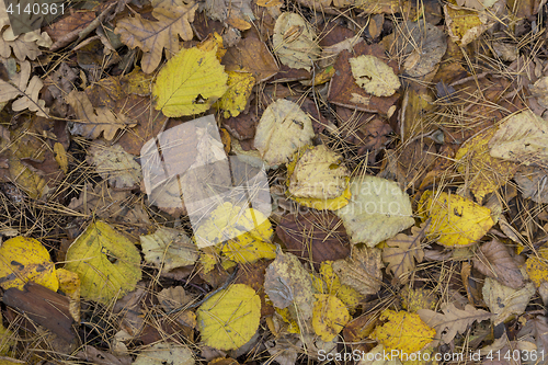 Image of Colorful and bright background made of fallen autumn leaves.