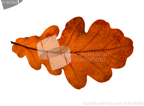 Image of Oak leaf isolated on white background