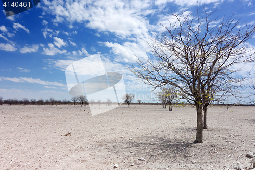 Image of Etosha landscape