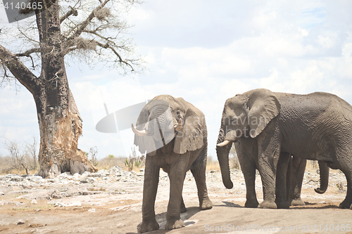 Image of elephants in Africa