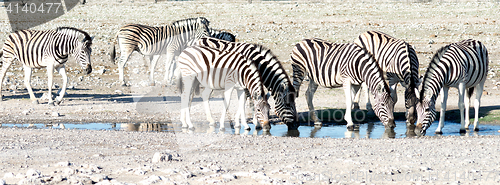 Image of zebras