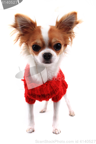 Image of small chihuahua Sofia in red clothes