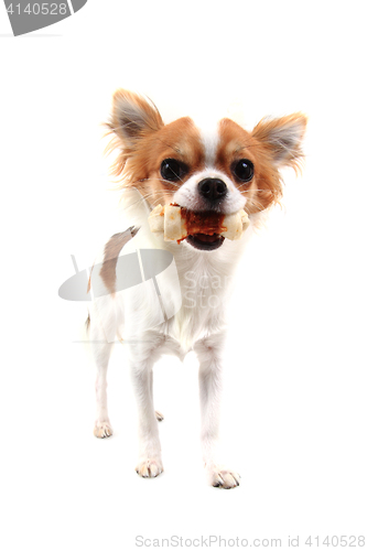 Image of small chihuahua isolated