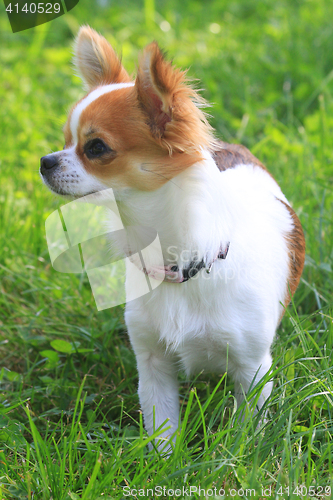 Image of small chihuahua in the grass
